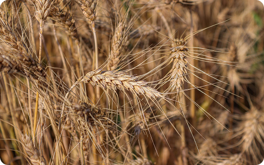 Durum